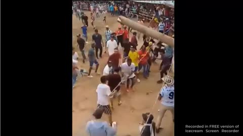 Bull Goes After the Elderly