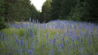 Cloud Drift – Airy Lofi Relaxation