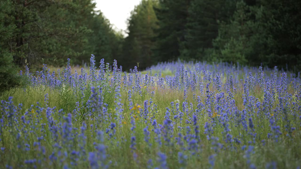 Cloud Drift – Airy Lofi Relaxation