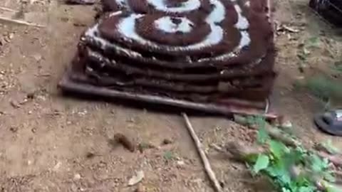 Giant 'murder hornet' nest destroyed