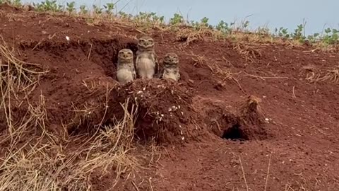 Three Little Owls Watching