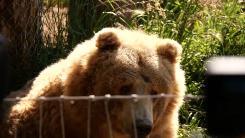 Up Close to a Big Brown Bear