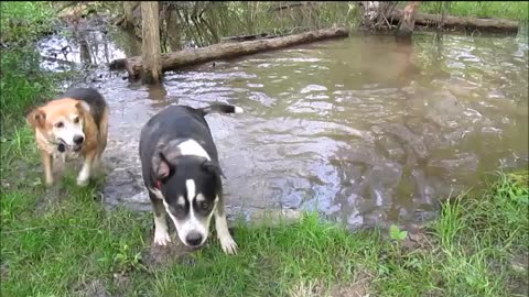 Backyard Trail Cams - Rocky and Bobbi take a Dip in Frog Pond.