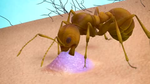 Amazing facts about ant