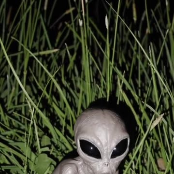 found 2 aliens in my backyard this is not a joke #alien