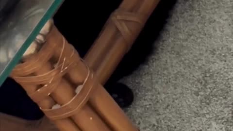 Cute Precious Piper Finds a Great New Spot to Hide - My Adopted Shelter Cat Vlog #shorts