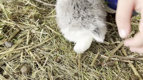 vit & grå babykanin – oemotståndligt söt liten kaninunge