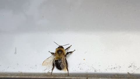 Bumblebee