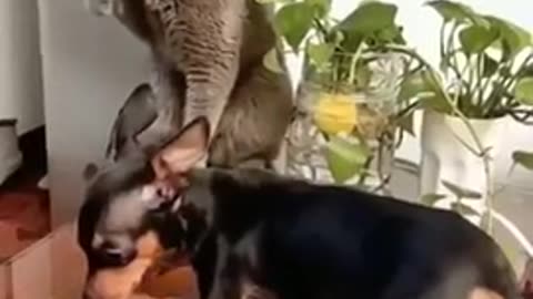 Funniest Dog and Cat Videos You'll Ever See #funny #funnycatanddog