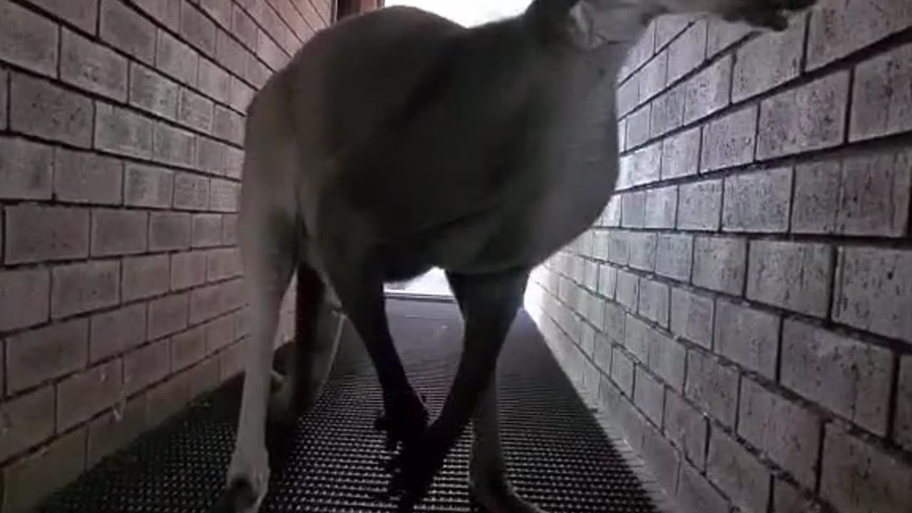 Kangaroo diaries only In Australia 🇦🇺