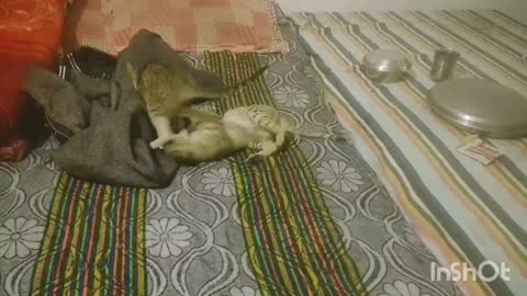 😼 Cat Fighting at Home – घर में बिल्ली की मस्त लड़ाई! 🐾