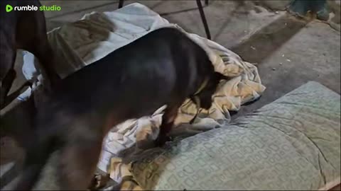 Just finished cooking for my dogs
