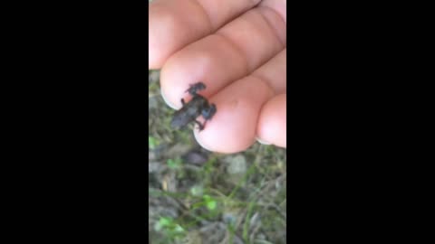 the smallest frogs in the world🐸 INCREDIBLE!