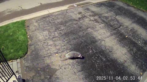 Possum’s funny reaction to security camera