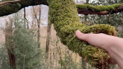 Dangling Moss Shakes Hand