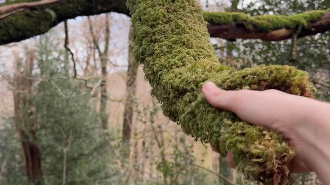 Dangling Moss Shakes Hand