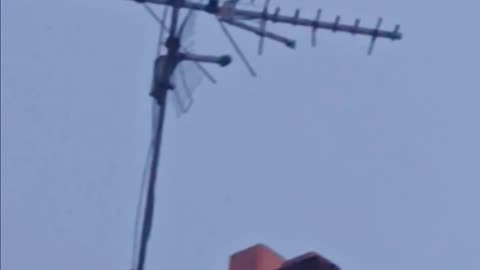 Mockingbird singing