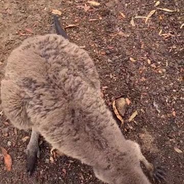 Kangaroo diaries only in Australia 🇦🇺