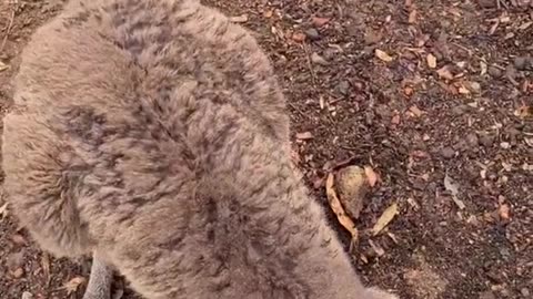 Kangaroo diaries only in Australia 🇦🇺