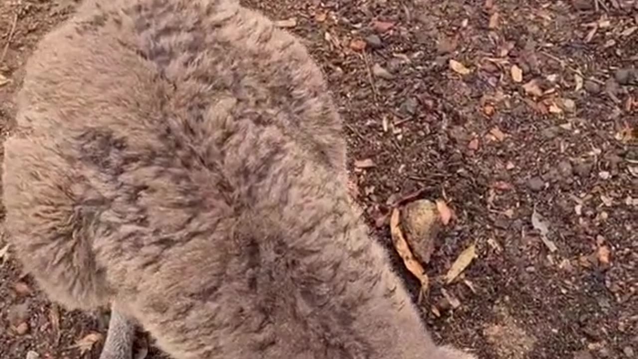 Kangaroo diaries only in Australia 🇦🇺