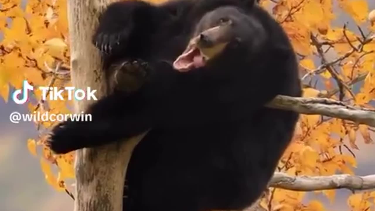 😂🐻 Alaskan Drop Bear! | FunFM