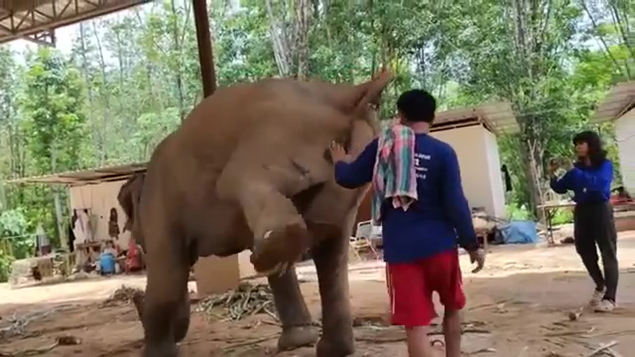 New Baby Elephant Birthday