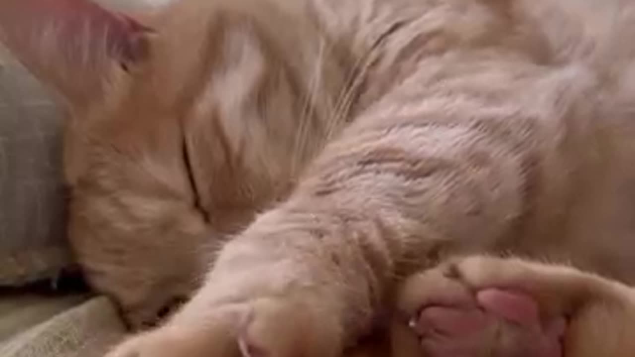 Viral cat video | #viral #cat