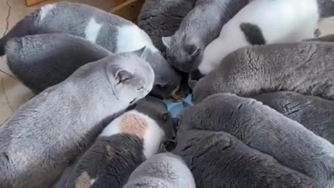 Cute Cat Videos Moments That Will Melt Your Heart! 🥰Cat Mom Diaries" Cat Mom Love"