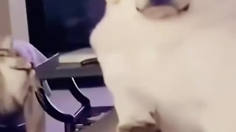 Littels Dog's Comedy Videos 🤣 so cute videos 😍 funny videos 🤣 so cute picture 😍 funny videos 🤣