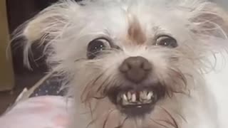 Shocking: SkinWalker Disguised As Animals ☢️ PRT-56 #viral #ytshorts