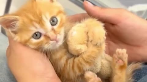 😂🐶 The Funniest Dog Possessive Moment Ever! | FunFM