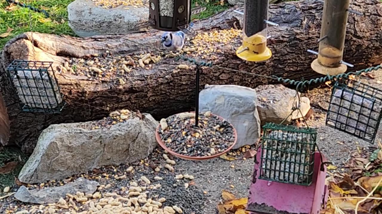 2 Hour Blue Jay Extravaganza: