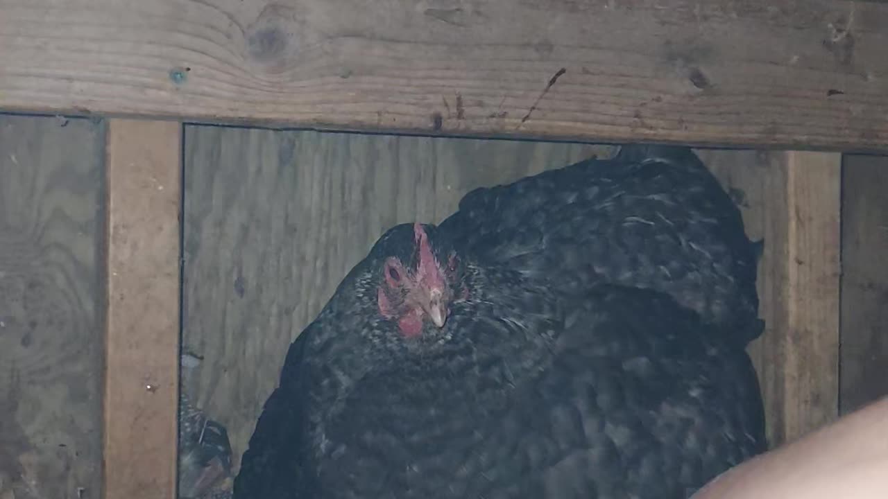 Spring brings buckets of chicks