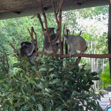 Welcome to Australia 🇦🇺