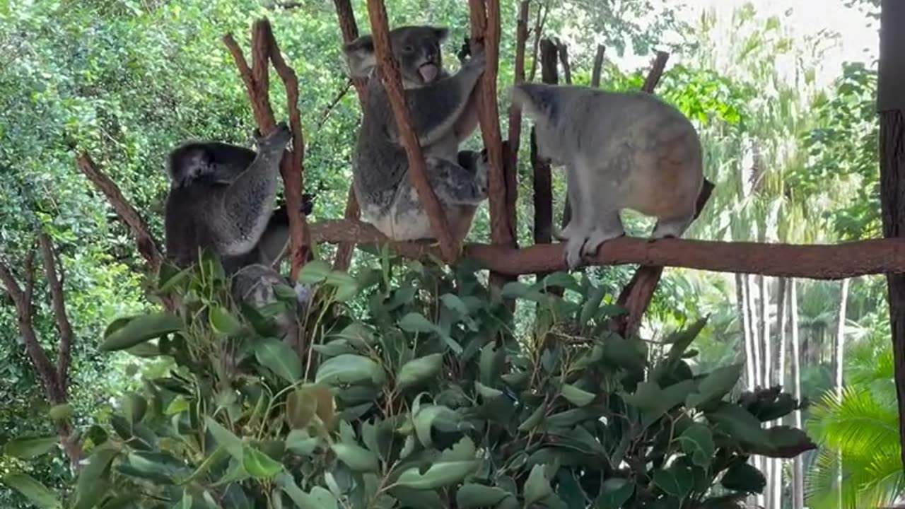 Welcome to Australia 🇦🇺