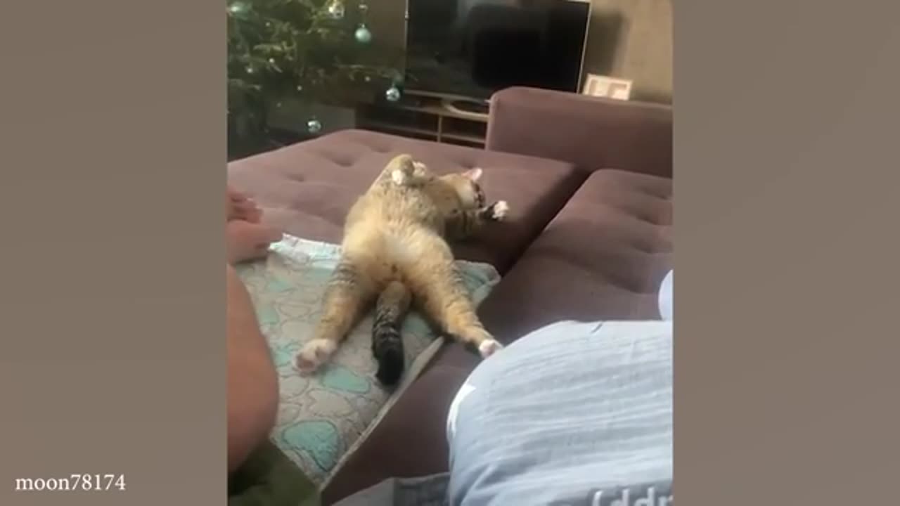 TRY NOT TO LAUGH 😆 Best Funny Videos Compilation 😂😁😆 Memes.