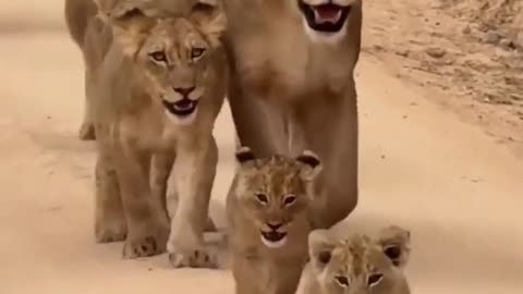 🦁😂 Lion Cub Trying to Roar - Hilarious Moments from the Wild! | FunFM