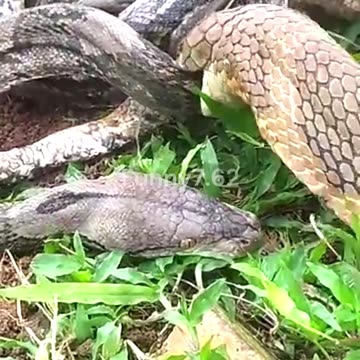 Deadly Encounter Cobra vs. Snake!