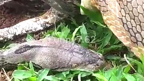 Deadly Encounter Cobra vs. Snake!