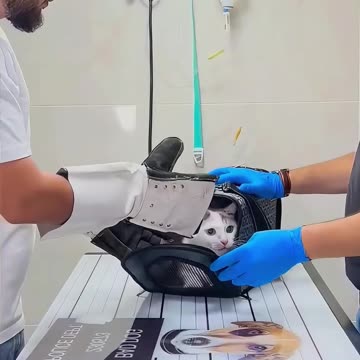 🏥🐱 "Mom, I'm fine now, let's go home!" – The cat who turned into an Oscar-worthy actor 🎭😂