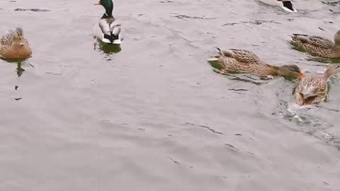 Nature and Animals