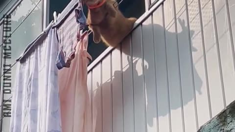 Try not to laugh