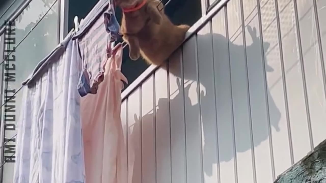 Try not to laugh