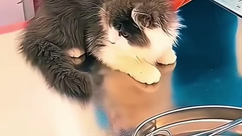 Funny pets 2🤣🤣🤣
