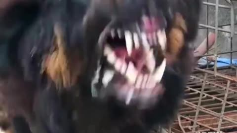 the most dangerous dog