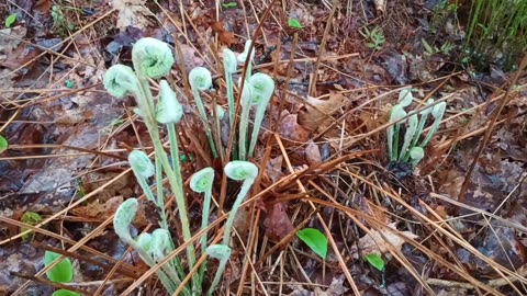 Fiddleheads