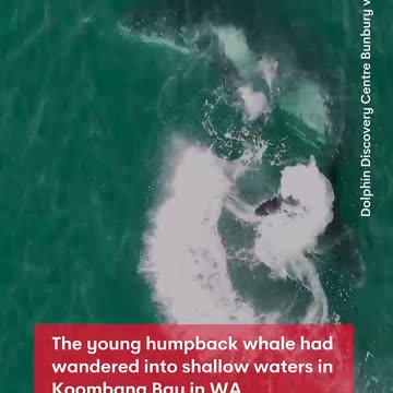 Dolphins rescue stranded humpback - 7NEWS Australia