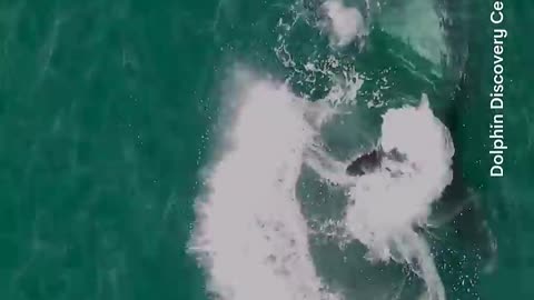 Dolphins rescue stranded humpback - 7NEWS Australia