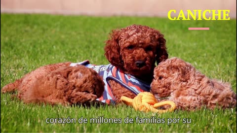 “🐩 Todo sobre el Caniche (Poodle) – Características, Cuidados y Curiosidades”