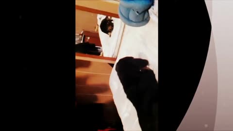 Puppy doesn't like dog in mirror